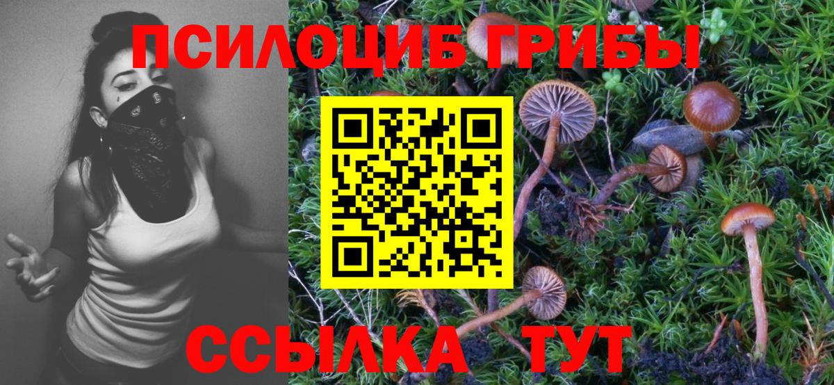 Псилоцибиновые грибы Psilocybe Сургут